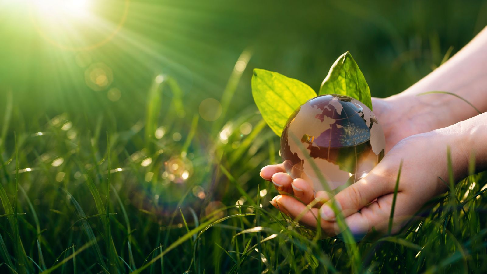 Image of a globe in the hands of a person over a meadow