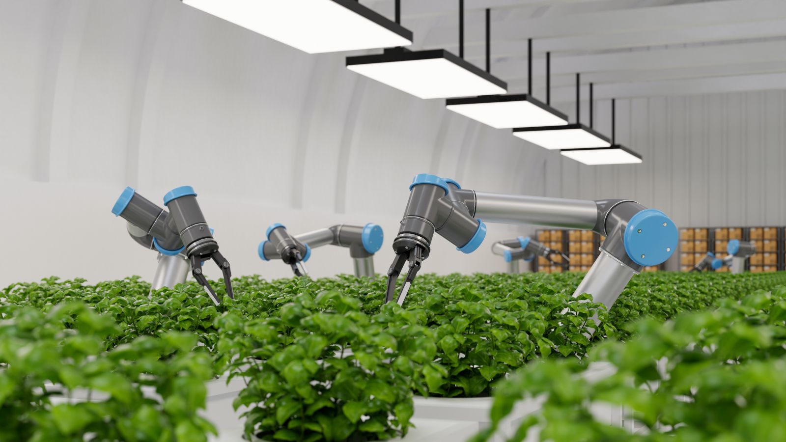 Picture of robots in greenhouse