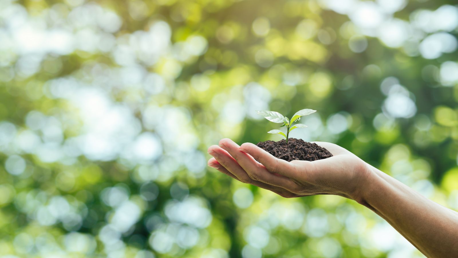 Hand hält einen wachsenden grünen Baum Umweltenergie für zirkuläre und nachhaltige Entwicklung